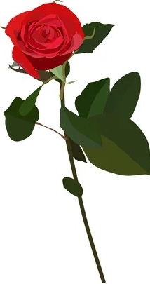 124100697 kwitnąca czerwona róża płaskie na białym tle ilustracja wektorowa piękny kwiat na kartkę z życzeniam